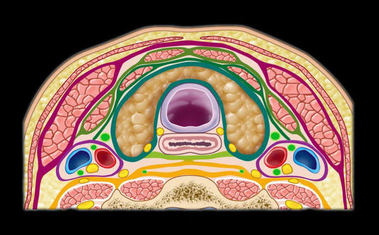 MRIOnline Mastery Series: The Carotid Space 2021 (60 Videos)
